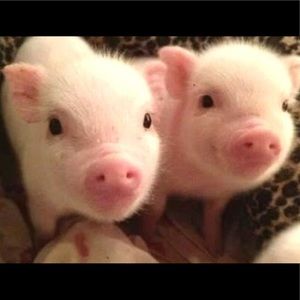 Meet your Posher, Aalyssa